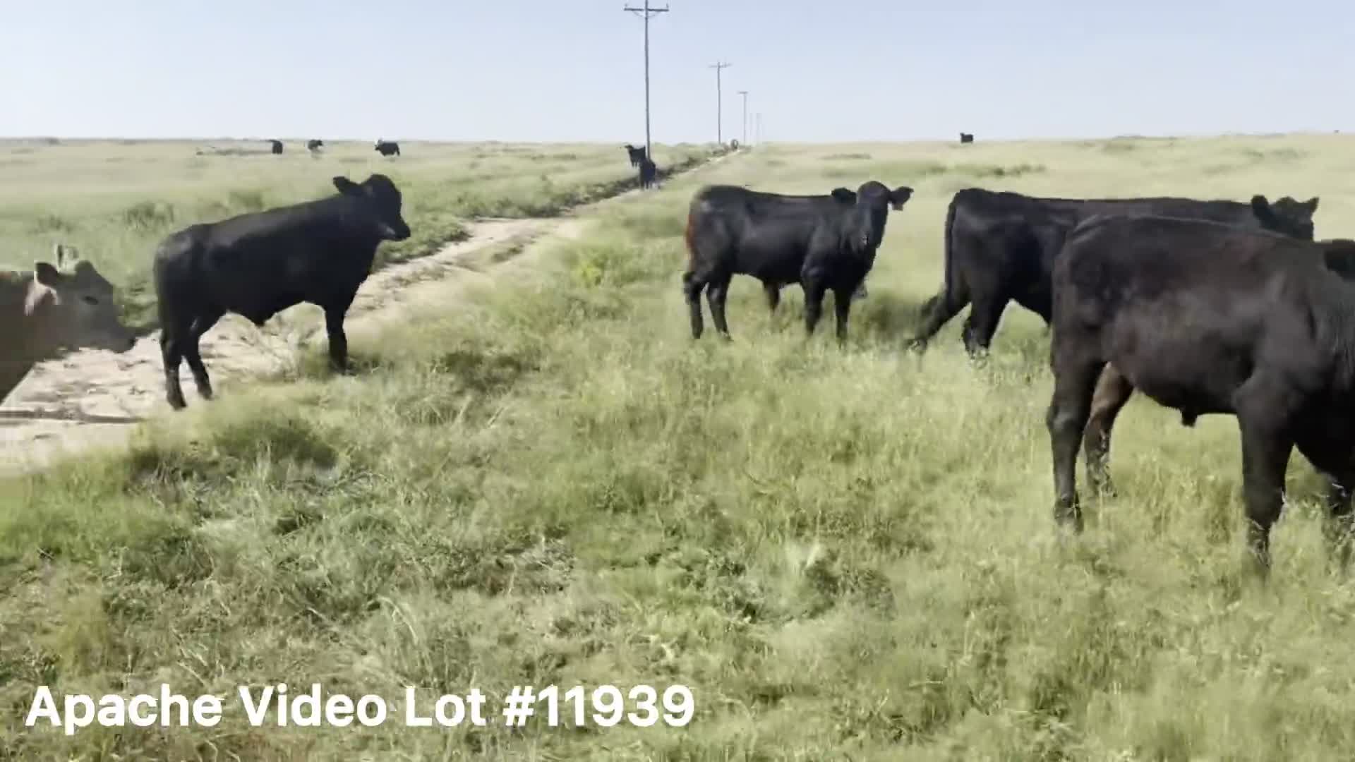 【テレサ】 Video Cattle