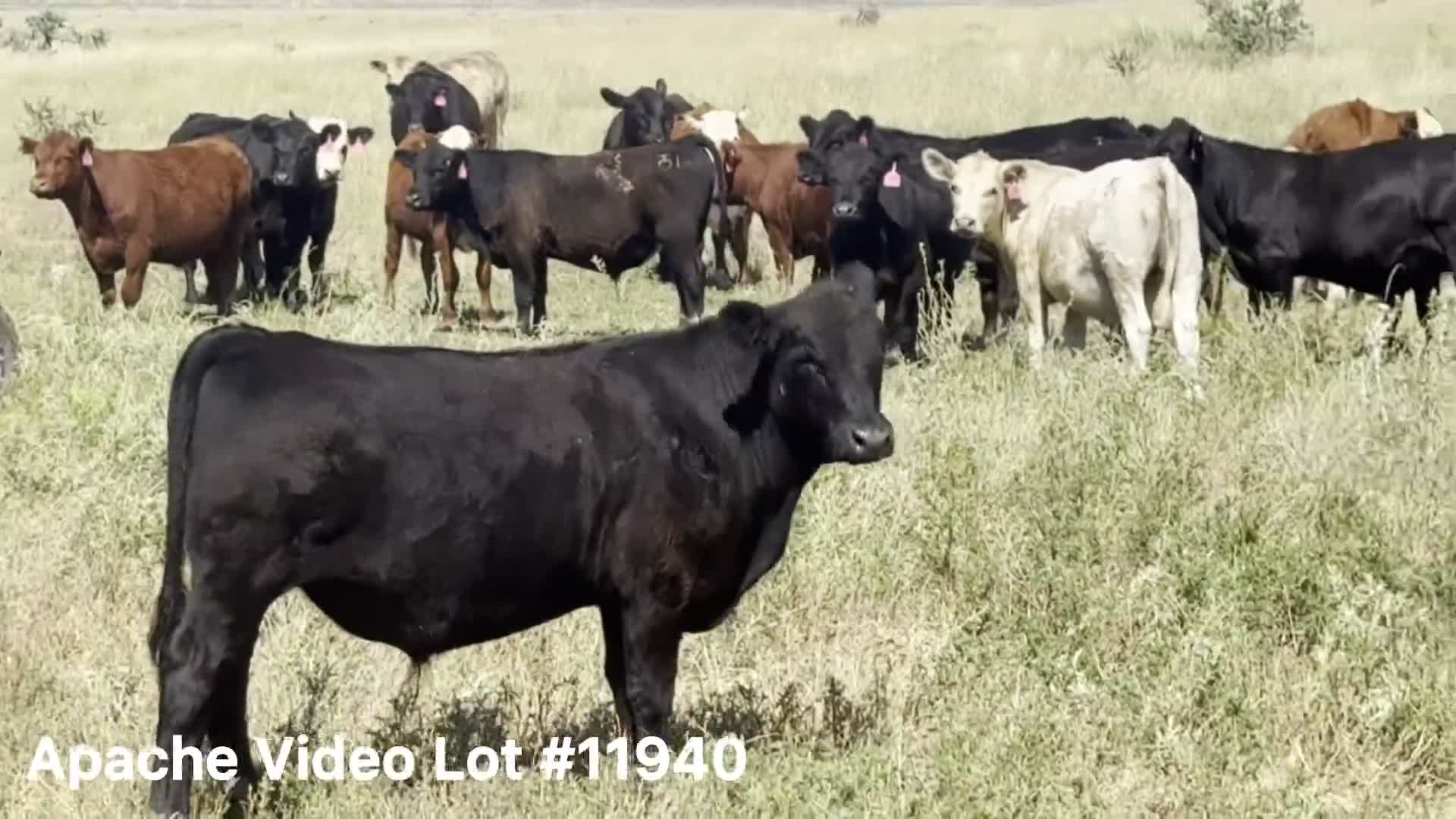 【テレサ】 Video Cattle