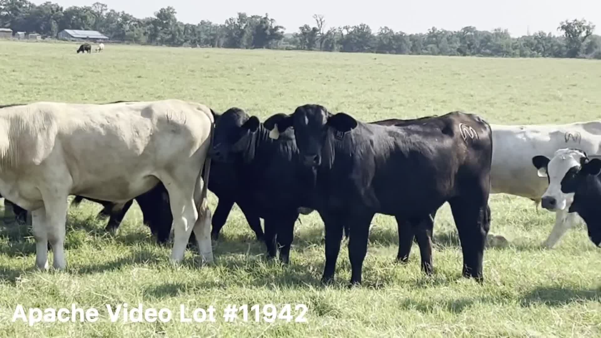 Video Cattle